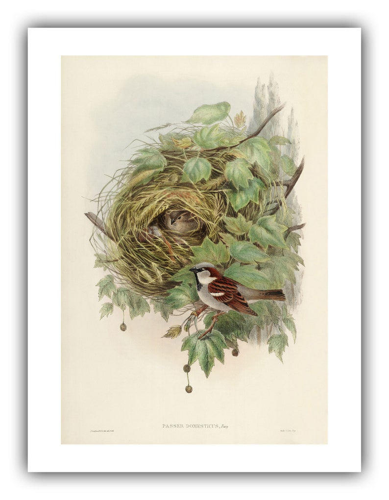 John Gould : Common or House Sparrow Passer domesticus 1873 Giclee Fine Art Print 9 x 12 inches