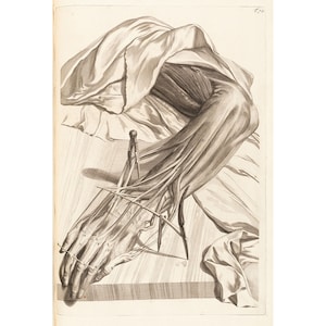 May include: A detailed anatomical illustration of a human arm and hand, showing the muscles and tendons. The arm is lying on a table, and the hand is spread out with a tool resting on it.