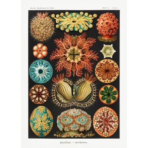 Ernst Haeckel - Artforms in Nature : Ascidiae - Sea Squirts (1904) - Giclee Fine Art Print