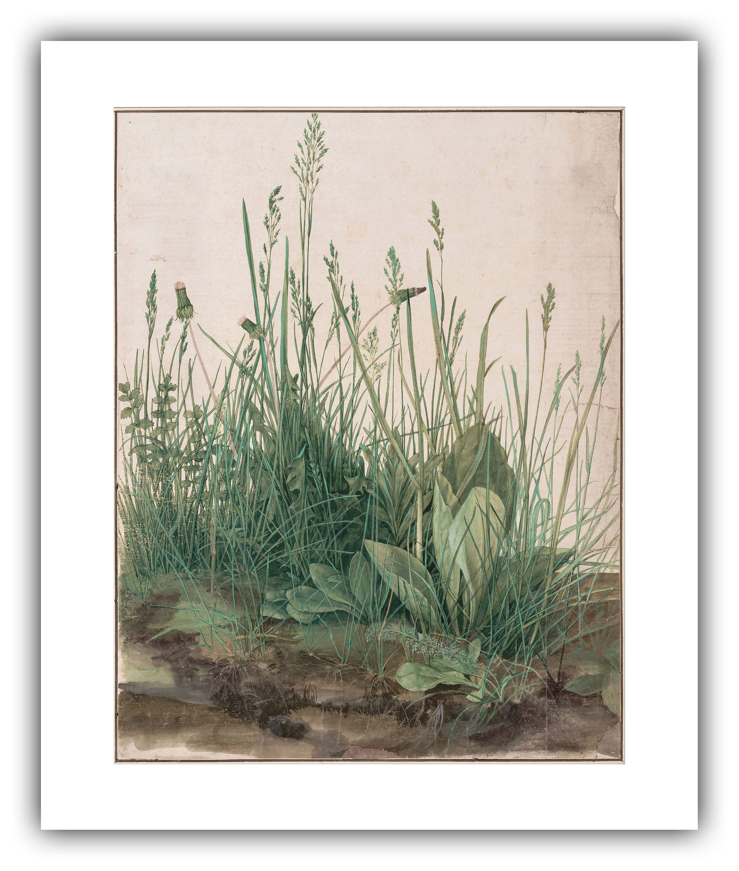 Albrecht Durer : the Great Piece of Turf (1503) - Giclee Fine Art Print -  Etsy Israel, image size:2547x3000
