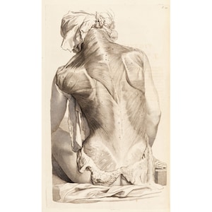 May include: A detailed anatomical drawing of the back of a seated figure, showing the muscles and tendons. The figure is depicted in a seated pose, with the back muscles prominently displayed.