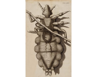 Robert Hooke : A Louse (1665) - Giclee Fine Art Print