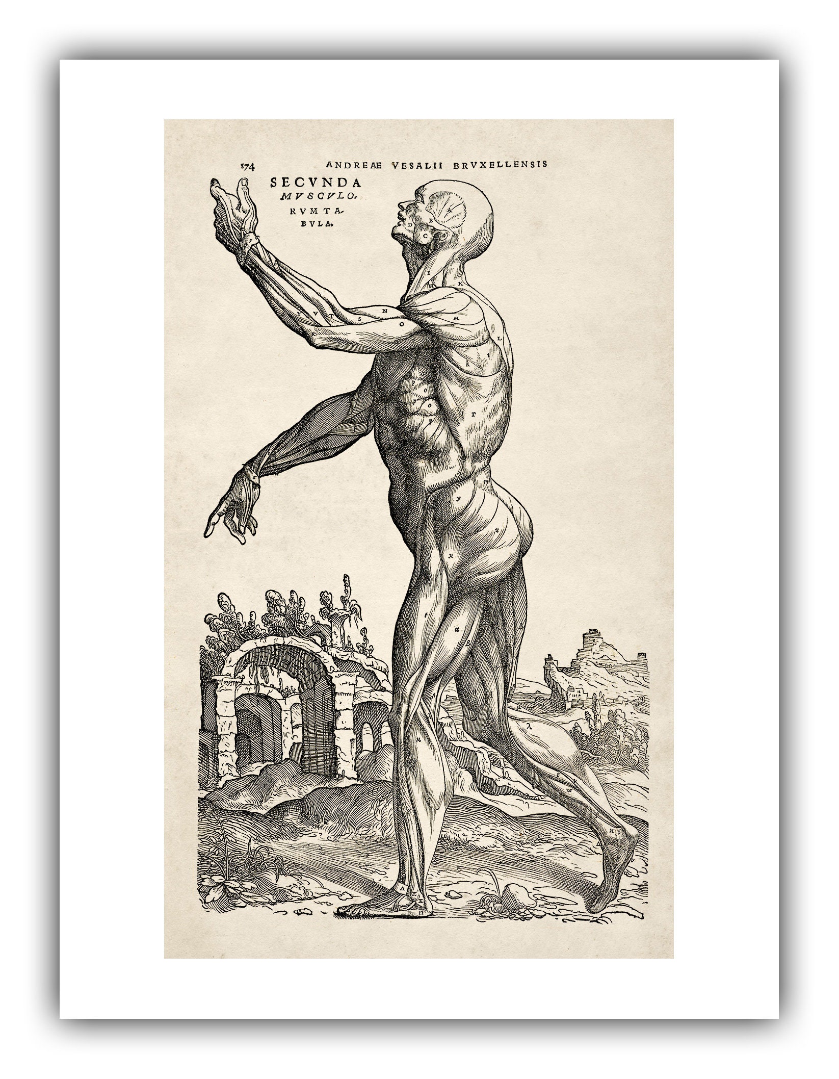 アンドレアス・ヴェサリウスの人体解剖学の版画：筋肉男 II