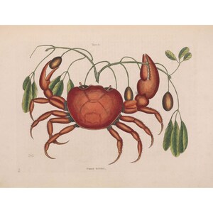 Mark Catesby: Land Crab with Tapia Trifolia Plant (1771) - Giclee Fine Art Print