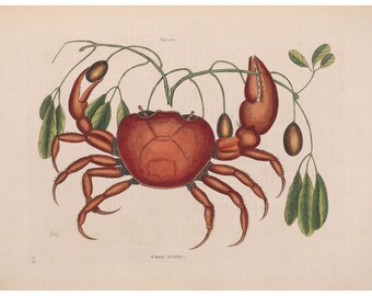 Mark Catesby: Land Crab with Tapia Trifolia Plant (1771) - Giclee Fine Art Print