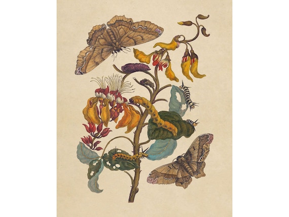 Maria Sibylla Merian : Giant Silk Moth on a Purple Coral Tree