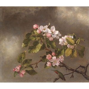 Martin Johnson Heade: Colibrì e fiori di melo (1875) - Stampa giclée Fine Art