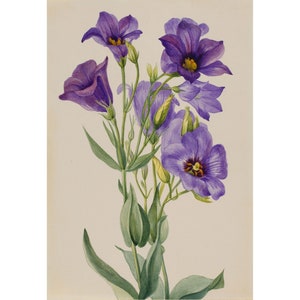 Mary Vaux Walcott : Eustoma russelianum (early 1930s) - Giclee Fine Art Print
