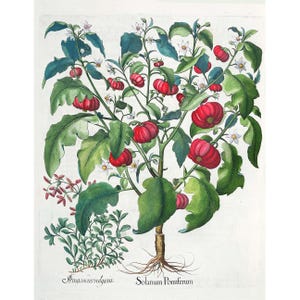 Hortus Eystettensis: Solanum Pomiferum (Solanaceae) e Amaracus Vulgaris (Maggiorana) (1613) - Stampa artistica giclée