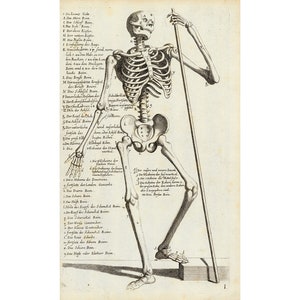 May include: A detailed anatomical illustration of a human skeleton, labeled in German. The skeleton is standing upright, holding a staff in its right hand. The image is from an old medical textbook.
