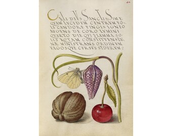 Joris Hoefnagel : Butterfly, Snakeshead, English Walnut, and Sweet Cherry (Mira Calligraphiae Monumenta, Folio 40) - Giclee Fine Art Print