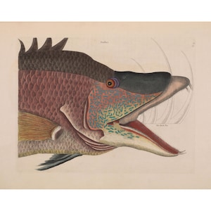 Mark Catesby : Head and Jaws of the Great Hog-fish (1731) - Giclee Fine Art Print
