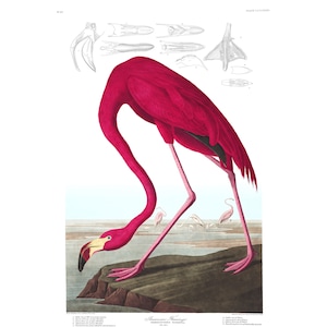 John James Audubon&#39;s Birds of America, Plate #431: American Flamingo - Giclee Fine Art Print