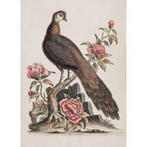 George Edwards : Peacock Pheasant from China (Plate 67) (A Natural History of Uncommon Birds, c. 1747) - Giclee Fine Art Print