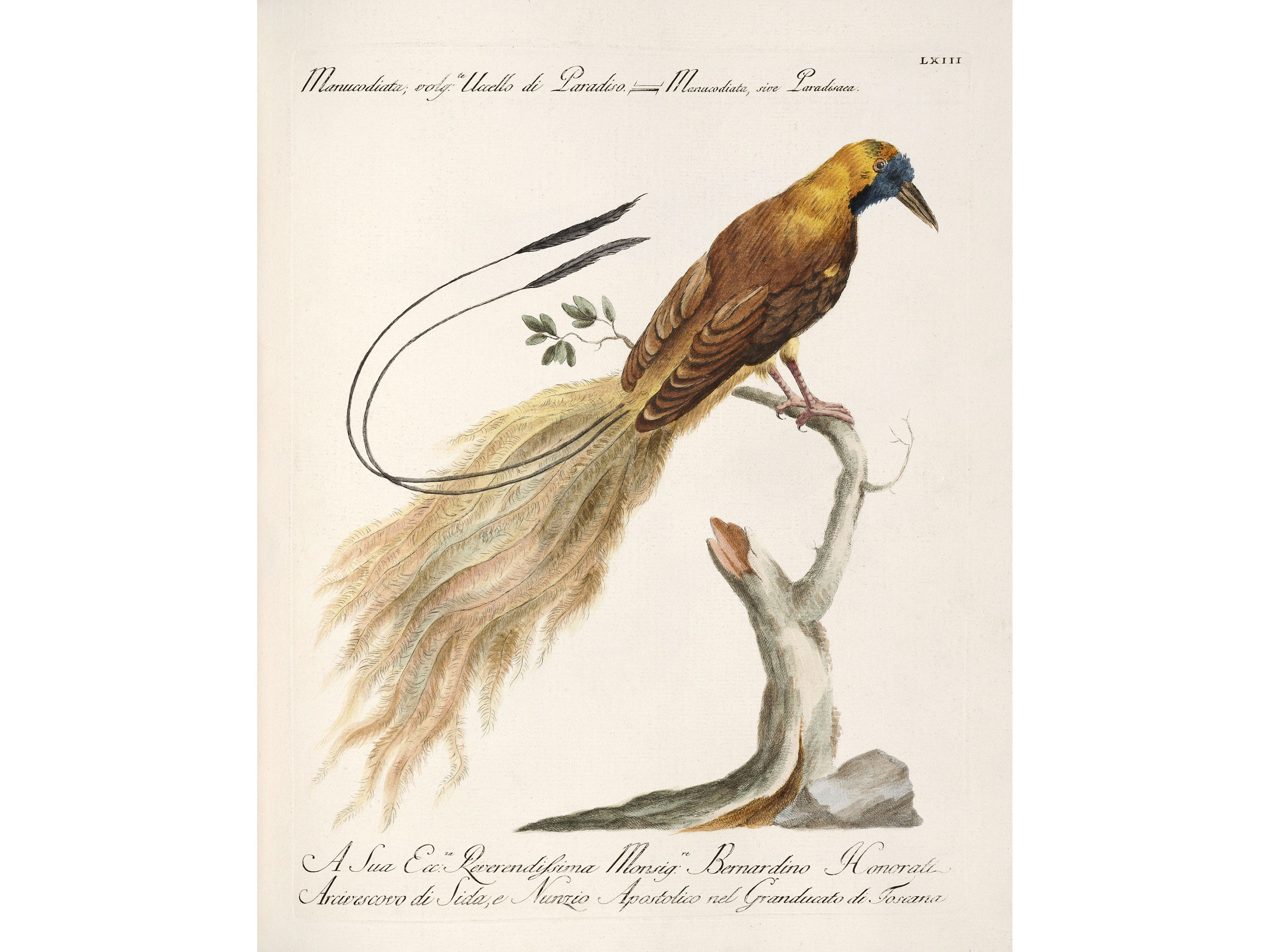 Witches：lorenzo lorenzi Centro Di - Lorenzo Lorenzi - Witches