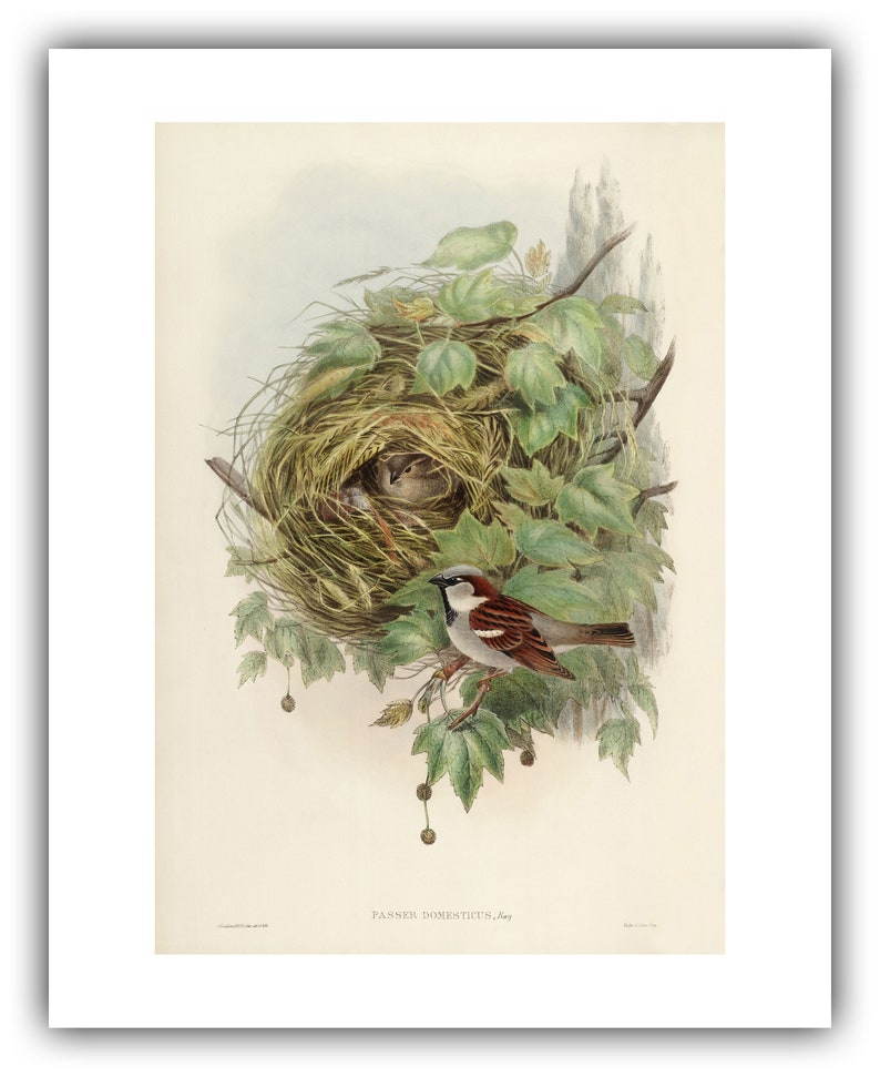 John Gould : Common or House Sparrow Passer domesticus 1873 Giclee Fine Art Print 16 x 20 inches