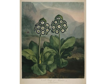 Templo de Flora: Un grupo de Aurículas II (1807) - Impresión artística giclée