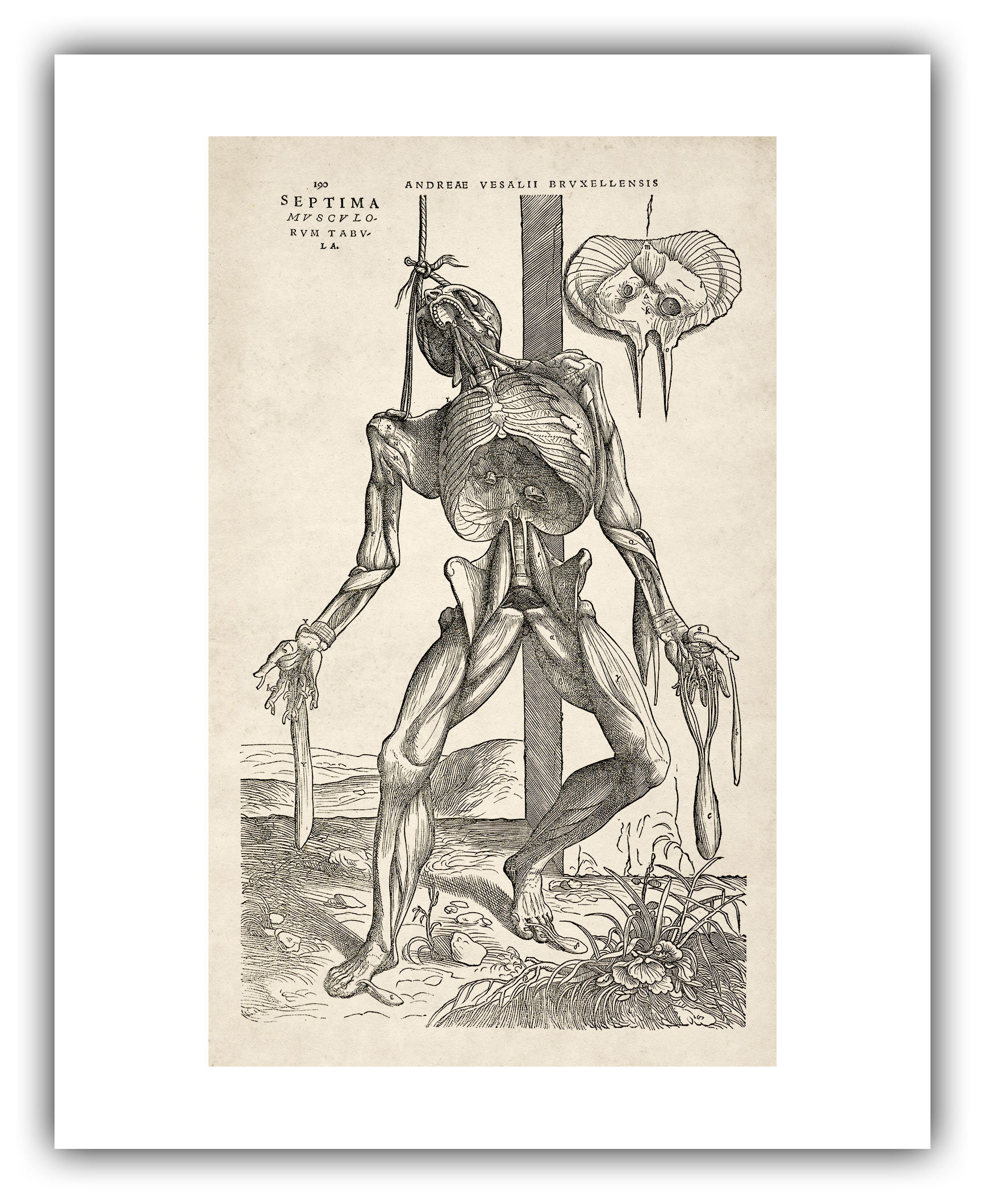 アンドレアス・ヴェザリウス　人体構造論　解説付き　古書　講談社　アンティーク アンドレアス・ヴェサリウス - Wikipedia