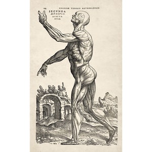 Andreas Vesalius Anatomie humaine Estampe : Muscle Man II (1543) - Giclée Reproduction Fine Art