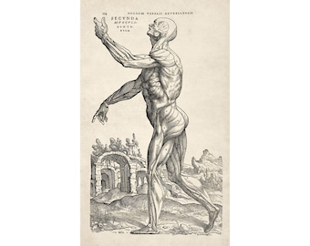 Andreas Vesalius Human Anatomy Print : Muscle Man II (1543) - Giclee Fine Art Reproduction