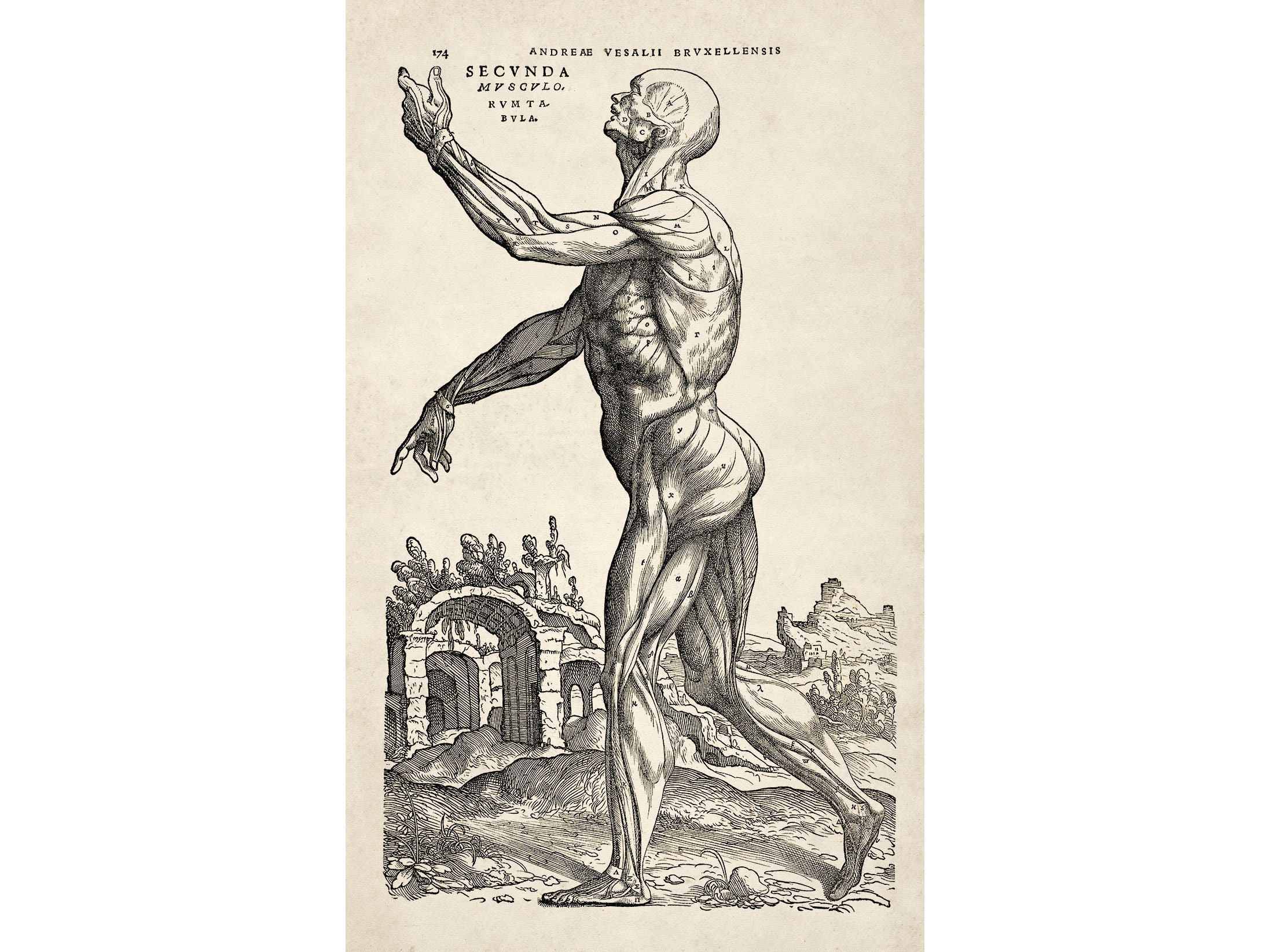 Vesalii  Know more about the Heart