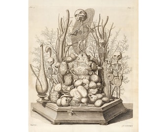 Frederik Ruysch : Ad Vivum Sculpsit (1721) - Giclee Fine Art Print