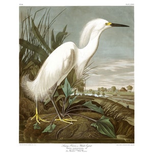 John James Audubon&#39;s Birds of America, Plate #242 : Snowy Heron, or White Egret - Giclee Fine Art Print