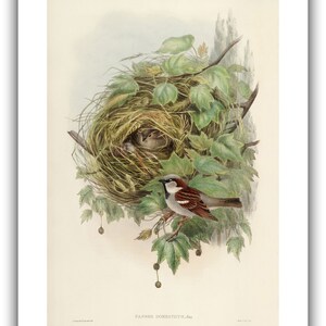 John Gould : Common or House Sparrow Passer domesticus 1873 Giclee Fine Art Print 12 x 16 inches