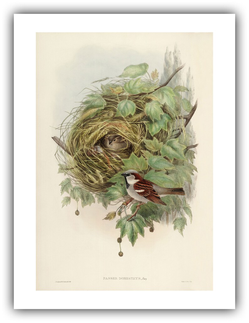 John Gould : Common or House Sparrow Passer domesticus 1873 Giclee Fine Art Print 12 x 16 inches