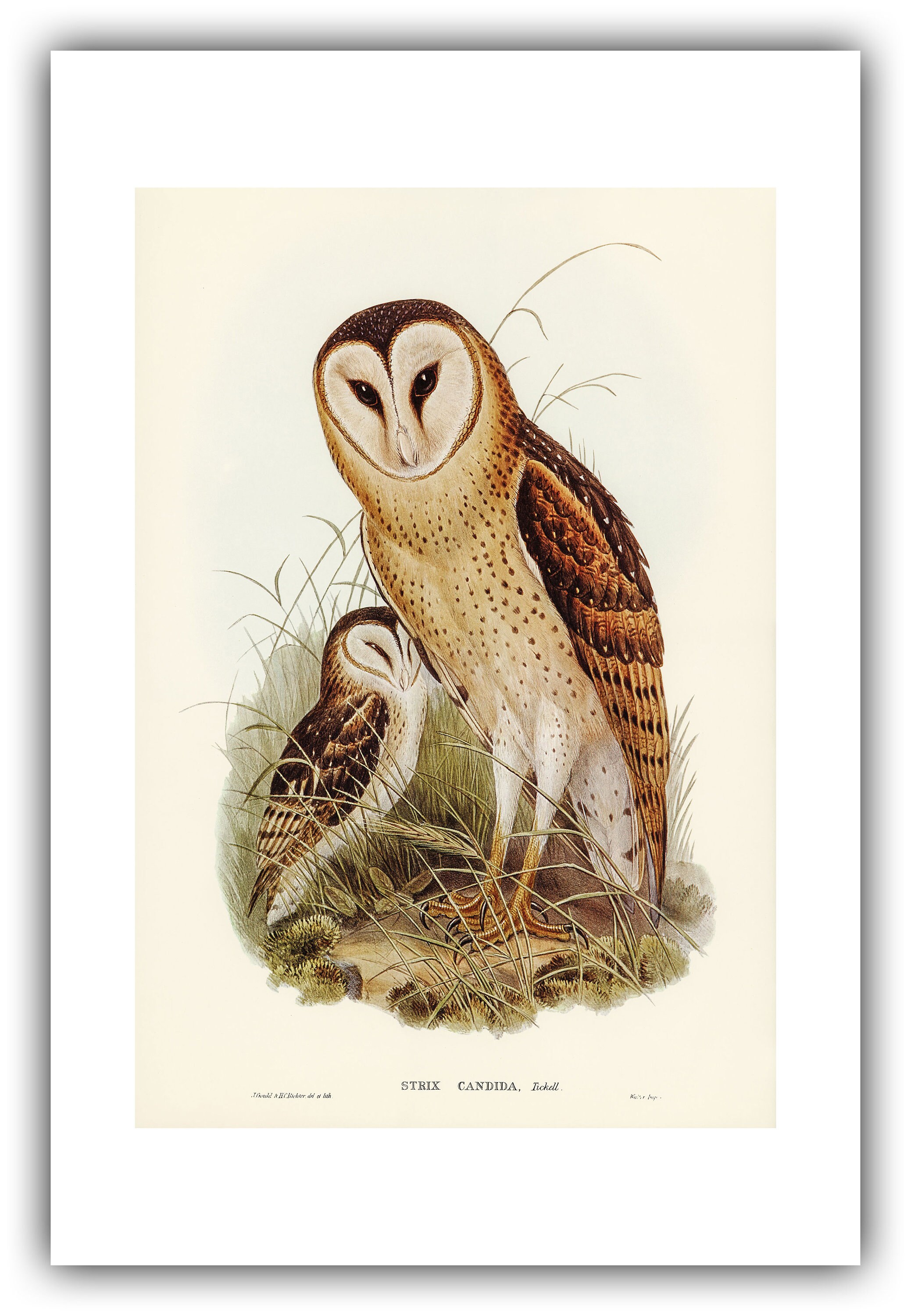 John Gould Grass Owl Strix Candida 1840 1848 Giclee Etsy