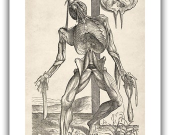 アンドレアス・ヴェサリウス：絞首縄に吊るされた骸骨像（1543年