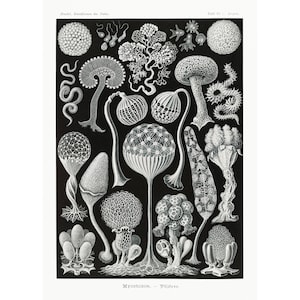May include: Black and white illustration of various types of Mycetozoa, also known as slime molds. The illustration shows different stages of the life cycle of these organisms, including fruiting bodies, spores, and plasmodia. The illustration is labeled "Mycetozoa -  Myxomycetes".