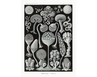 Ernst Haeckel - Formas de arte en la naturaleza: Micetozoos - Mohos mucilaginosos (1904) - Impresión artística giclée