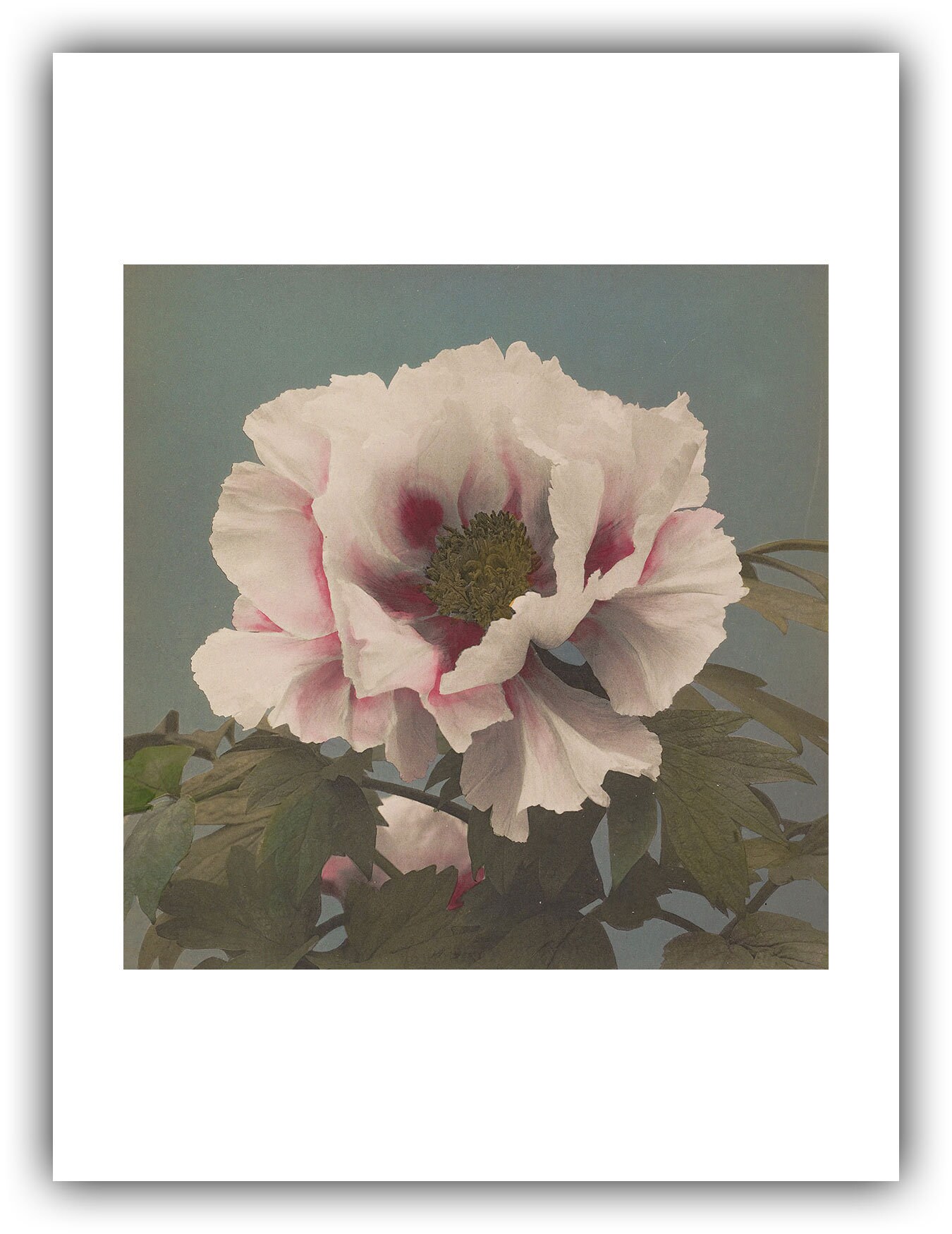 Kazumasa Ogawa : Tree Peony 1896 Giclee Fine Art Print Etsy UK