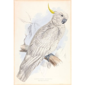 Edward Lear : Gelbhaubenkakadu (Plyctolophus galeritus) (1832) - Giclée-Kunstdruck