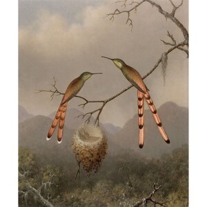 Martin Johnson Heade : Two Hummingbirds with Their Young (c. 1865) - Giclee Fine Art Print