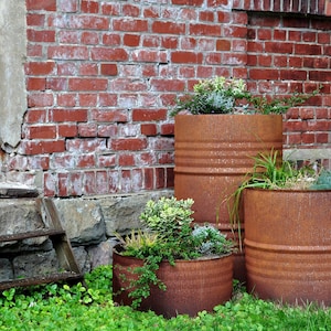 Könnte beinhalten: Drei verwitterte, rostige Metallfässer, die als Pflanzgefäße umfunktioniert wurden und mit verschiedenen grünen Pflanzen gefüllt sind. Die Fässer stehen vor einer roten Backsteinmauer und einem Steinfundament, mit einer kleinen Holzleiter in der Nähe. Die Szene spielt sich im Freien ab, mit grünem Gras.