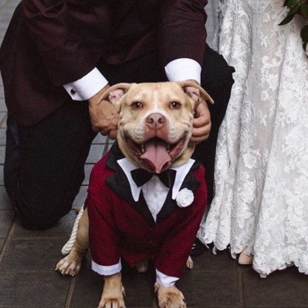 Hond Tuxedos alle maten op maat gemaakt en volledig gevoerd