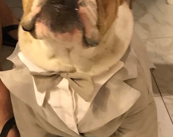 Dog Tuxedo in pure linin