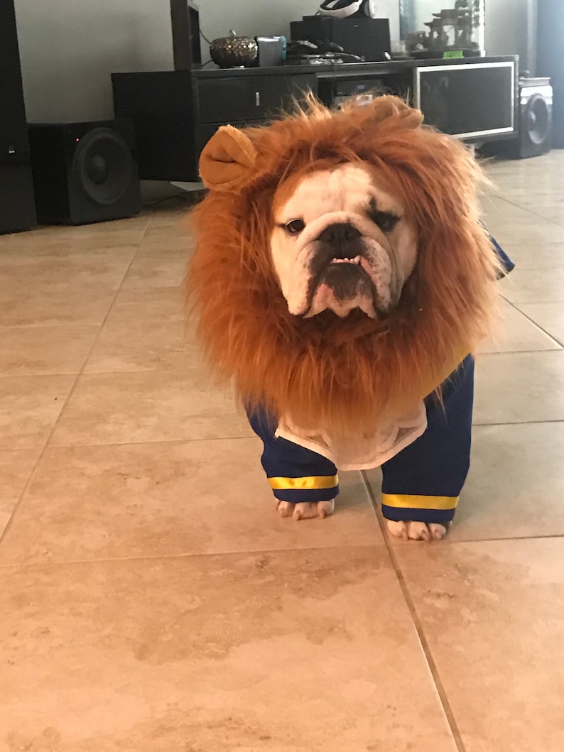English bull dog in the beast costume