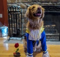 Hobbes in one of the Beast costumes  his beauty is going to be a very happy doggy product logo