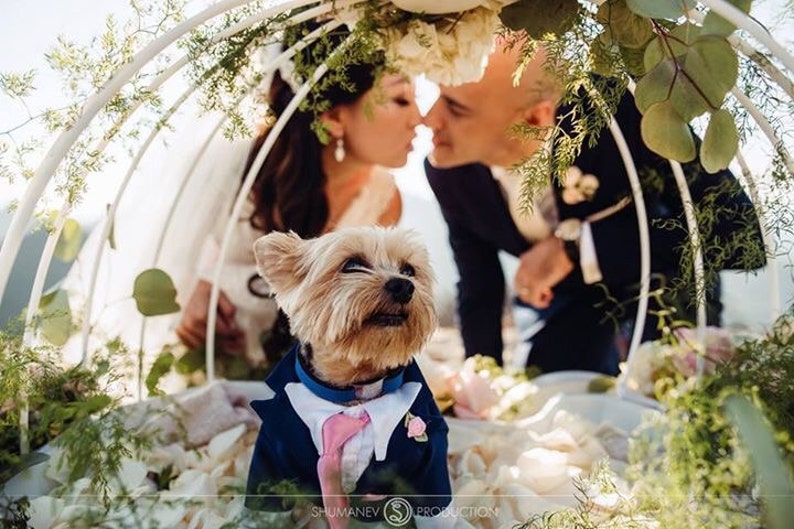 Meet little Hiro in his Blue Tuxedo Bespoke dog clothes and look at his stunning human mummy and daddy wow what a wedding,