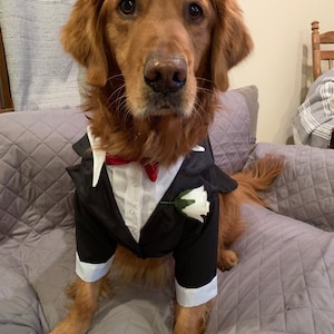 tuxedos for all size dogs