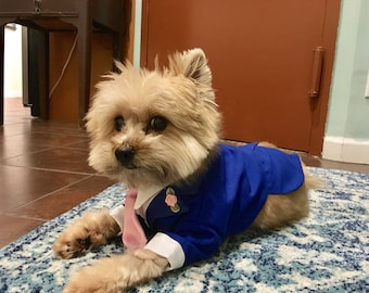 Small dog tuxedos, Meet Louie in his smart Tuxedo,  looking so special on his mummy's special day