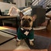 see more listings in the Dog Tuxedos section