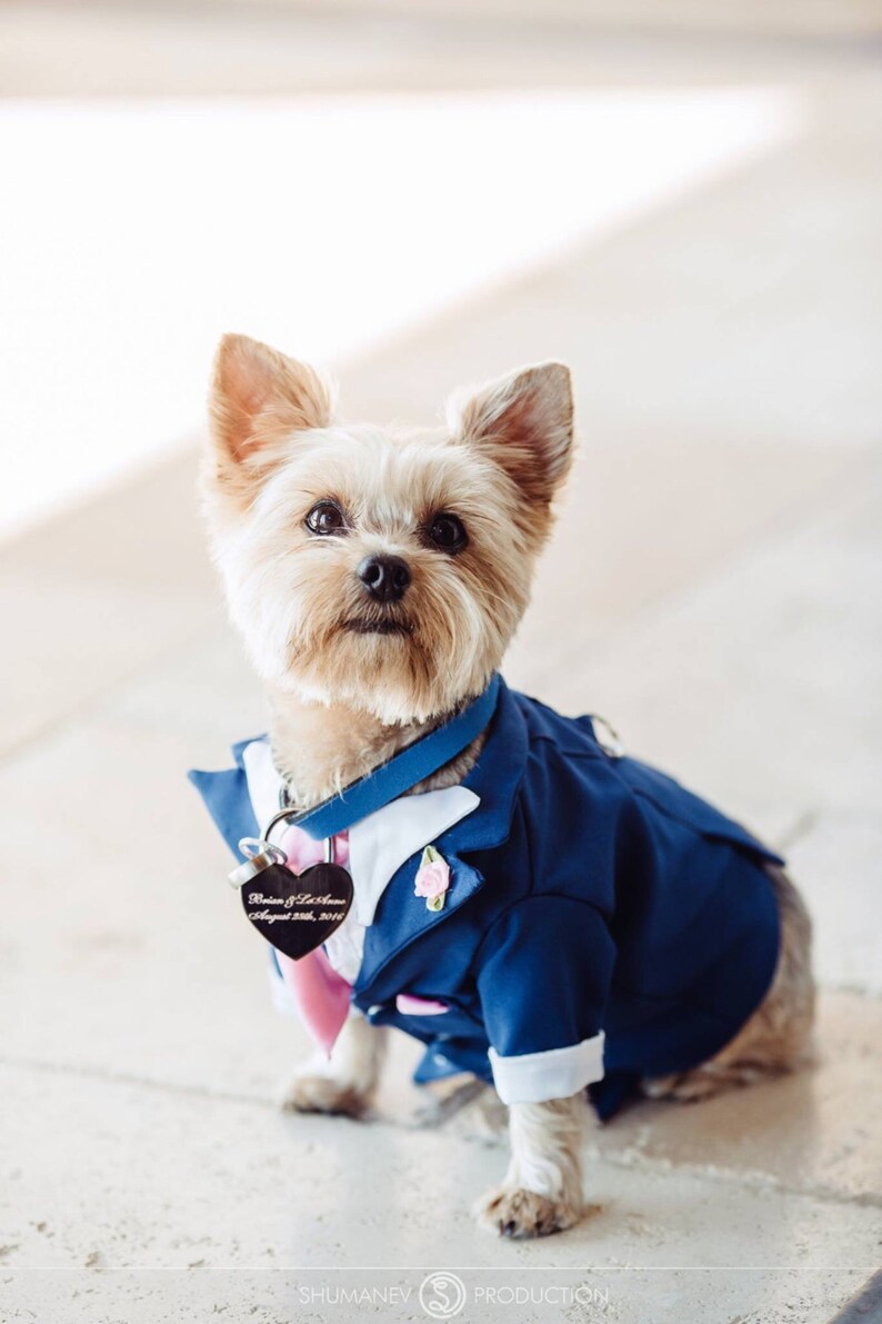 Meet little Hiro in his Blue Tuxedo Bespoke dog clothes and look at his stunning human mummy and daddy wow what a wedding,
