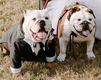 Here is another best friend in his Tuxedo, this handsome little guy looking so dapper at his human best friends  wedding