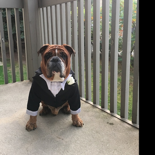 Smoking bouledogue : regardez à quel point ces trois chiens bouledogue sont intelligents dans leurs smokings, tous fabriqués dans n'importe quelle taille