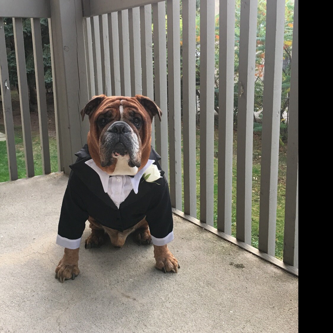  Lovelonglong Bulldog Costume Dog Suit Formal Tuxedo