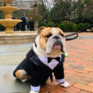 Another Handsome  Dog in his Tuxedo, one of the best men at his humans special day